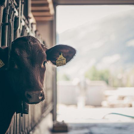 Kinderbauernhof Scharrerhof Hollersbach im Pinzgau Bagian luar foto