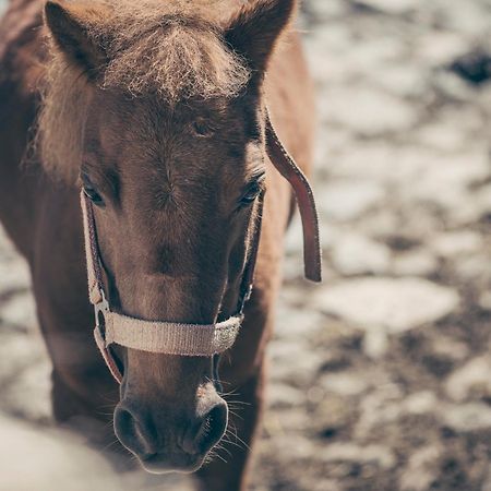 Kinderbauernhof Scharrerhof Hollersbach im Pinzgau Bagian luar foto