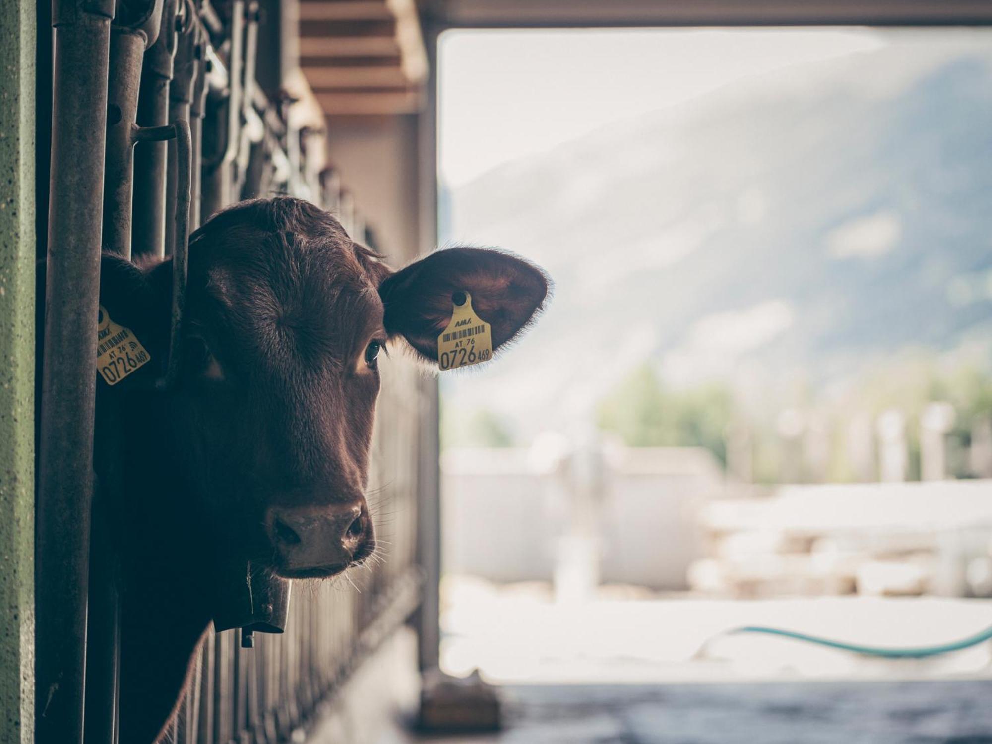 Kinderbauernhof Scharrerhof Hollersbach im Pinzgau Bagian luar foto