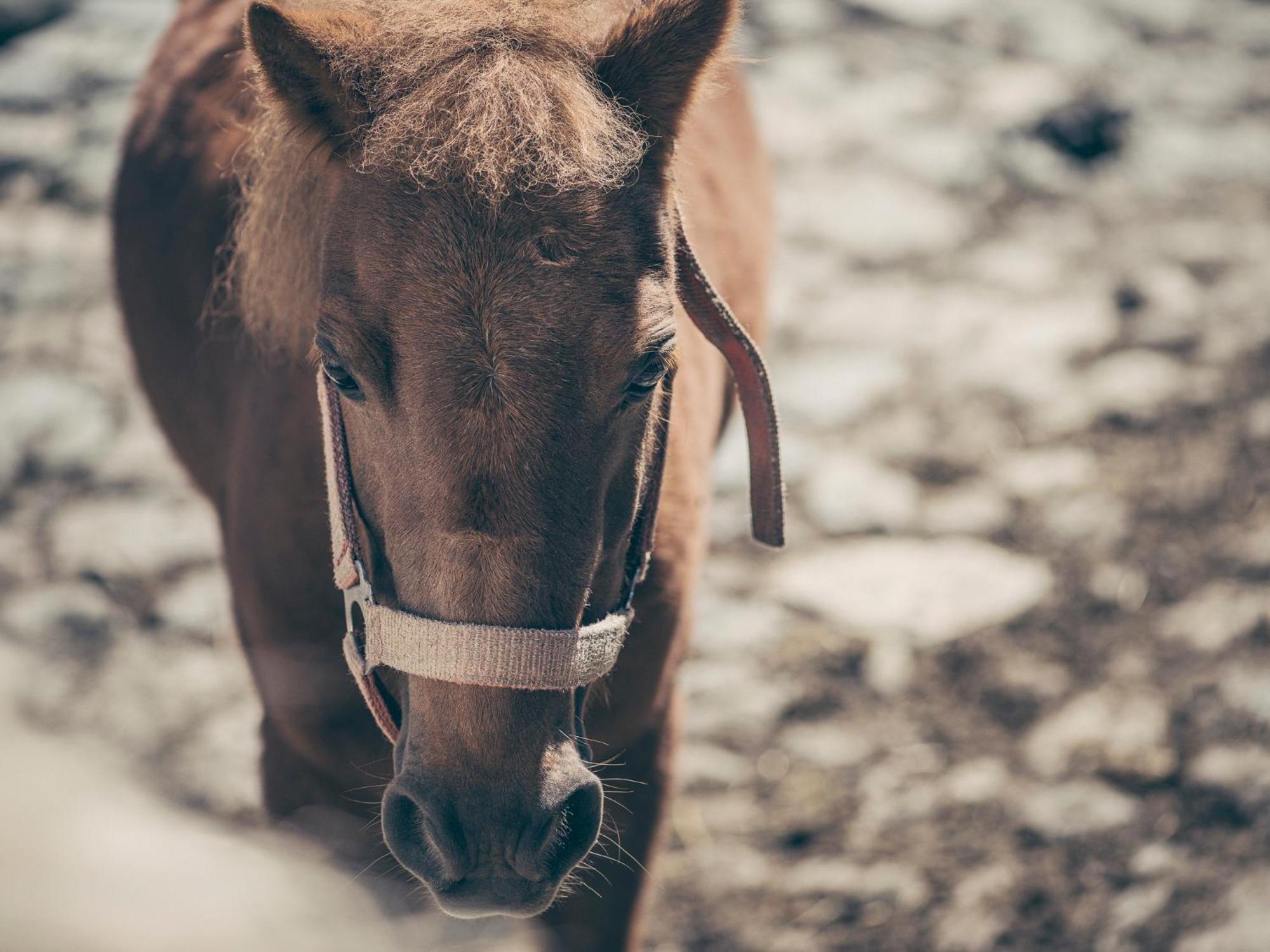 Kinderbauernhof Scharrerhof Hollersbach im Pinzgau Bagian luar foto